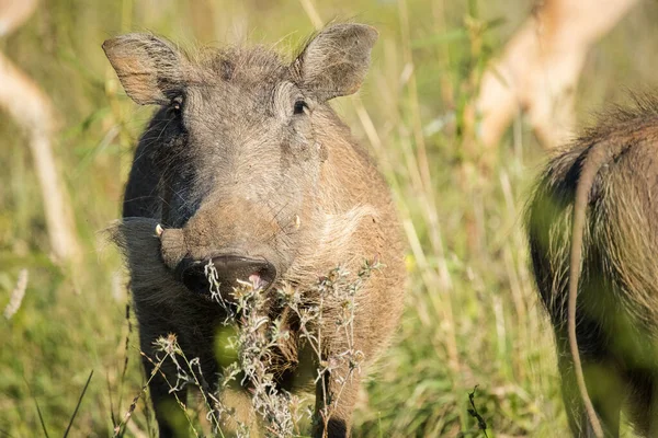 Close Beeld Van Een Jonge Wrattenzwijn Een Natuurgebied Zuid Afrika — Stockfoto