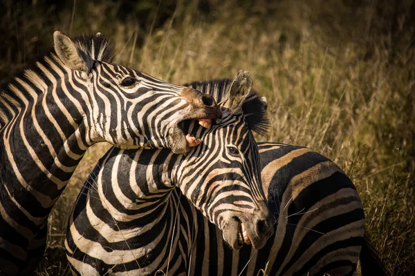 Uma Foto Deslumbrante Uma Zebra Pastando Seu Habitat Natural Testemunhe — Fotografia de Stock