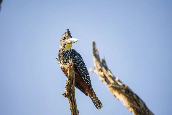 Közelkép Egy Óriás Kingfisher Egy Halott Egy Nemzeti Park Dél — Stock Fotó