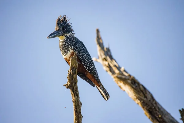 在南非的一个国家公园里 一个巨型翠鸟在一条死枝上的近照 — 图库照片