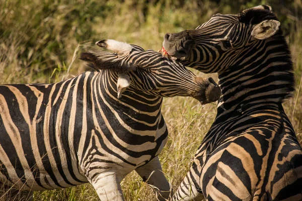 自然の生息地でのゼブラ放牧の素晴らしい写真 絶滅危惧種の保護とアフリカの生物多様性の保全における自然界の驚異と保全の重要性 — ストック写真