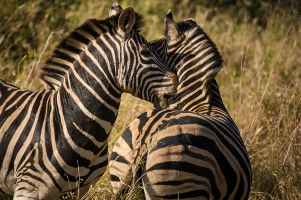 Ein Atemberaubendes Foto Eines Zebras Das Seinem Natürlichen Lebensraum Weidet — Stockfoto