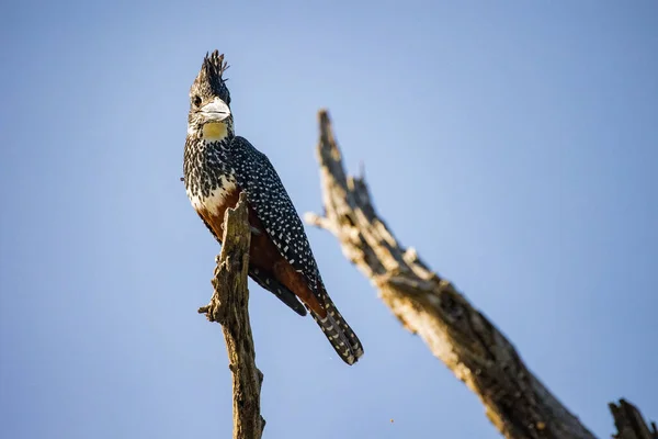 Közelkép Egy Óriás Kingfisher Egy Halott Egy Nemzeti Park Dél — Stock Fotó