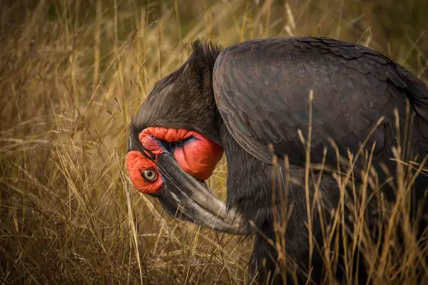 Közelkép Ground Hornbill Bird Egy Nemzeti Park Dél Afrikában — Stock Fotó