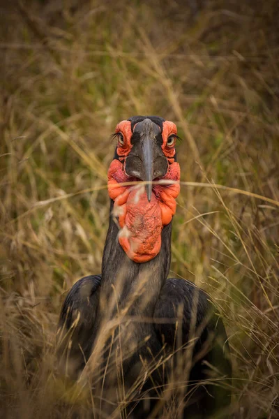 Imagen Cerca Pájaro Carey Terrestre Parque Nacional Sudáfrica —  Fotos de Stock