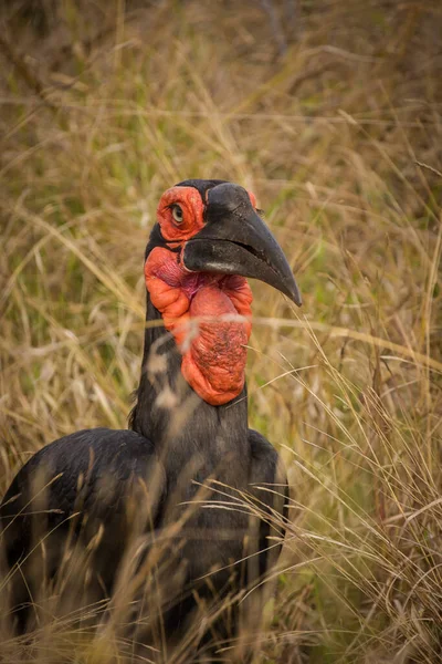Close Immagine Uccello Terra Hornbill Parco Nazionale Sud Africa — Foto Stock
