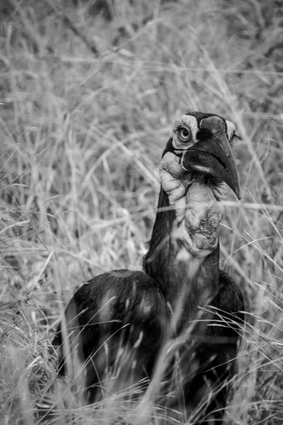 Imagem Perto Pássaro Hornbill Ground Parque Nacional África Sul — Fotografia de Stock