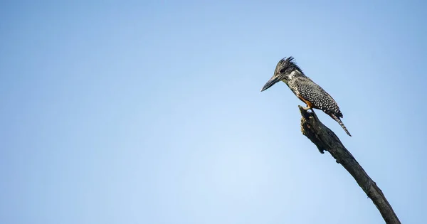 Close Image Giant Kingfisher Dead Branch National Park South Africa — Stock Photo, Image