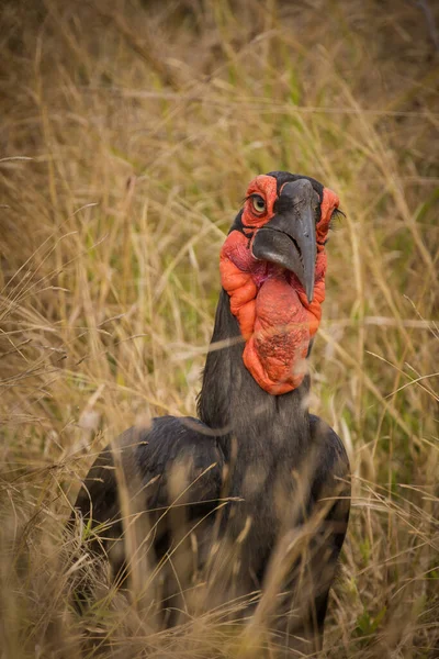 Közelkép Ground Hornbill Bird Egy Nemzeti Park Dél Afrikában — Stock Fotó
