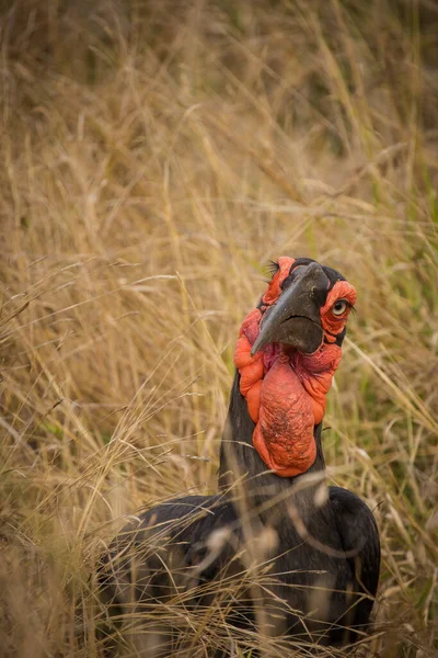 Крупным Планом Изображение Птички Сухопутного Рога Национальном Парке Южной Африке — стоковое фото