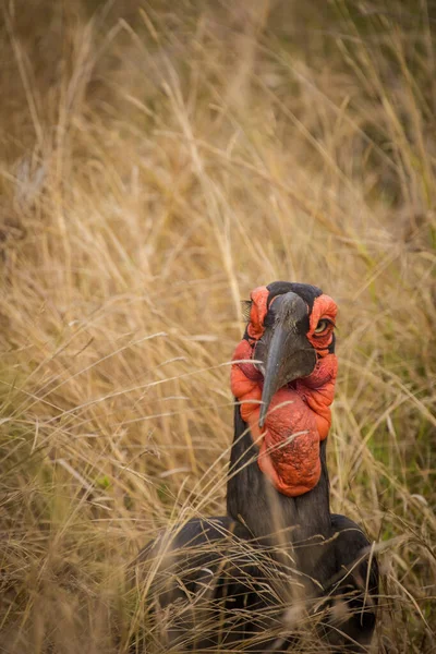 Imagem Perto Pássaro Hornbill Ground Parque Nacional África Sul — Fotografia de Stock