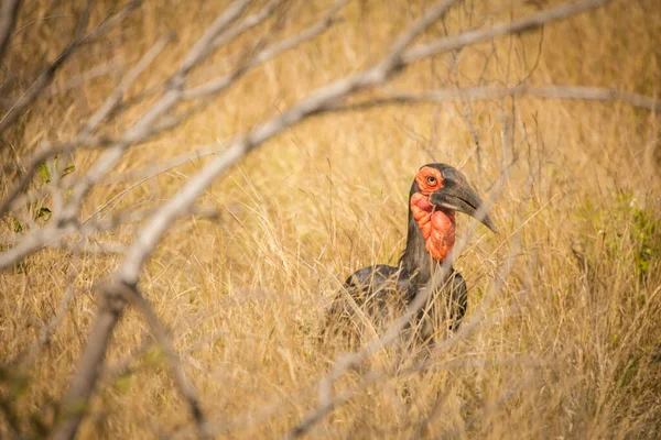 Blisko Wizerunek Ground Hornbill Bird Parku Narodowym Rpa — Zdjęcie stockowe