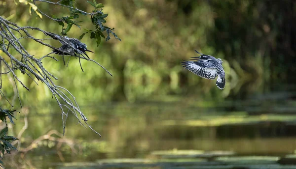 Close Image Pied Kingfisher Flying Its Roost Branch — Stock Photo, Image