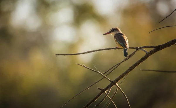 Image Rapprochée Kingfisher Capuchon Brun Dans Brousse Dans Une Réserve — Photo