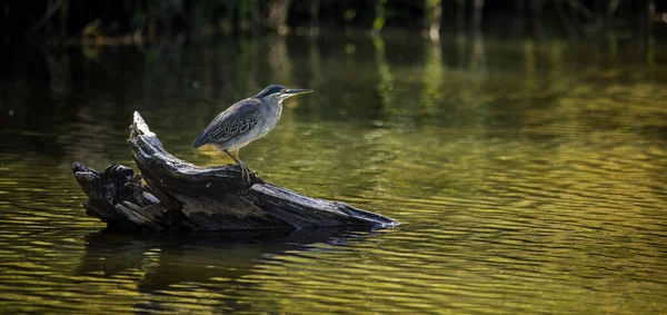 Close Image Green Backed Heron Hunting Waters Edge Nature Reserve — Stock Photo, Image
