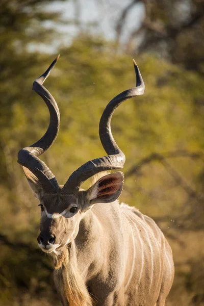 Zbliżenie Wizerunek Majestatycznego Kudu Narodowym Parku Rpa — Zdjęcie stockowe