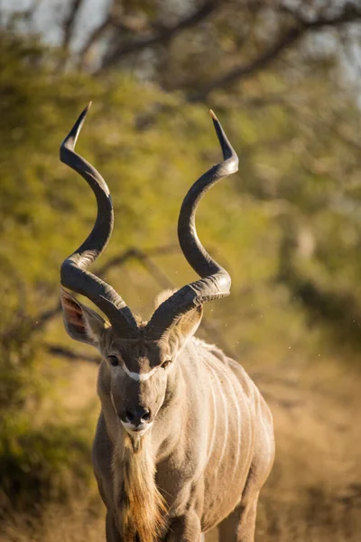 在南非的一个国家公园里 一个威严的Kudu的近景 — 图库照片