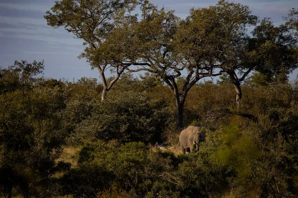 Imagen Cerca Elefante Africano Área Metropolitana Kruger Mpumalanga Sudáfrica —  Fotos de Stock