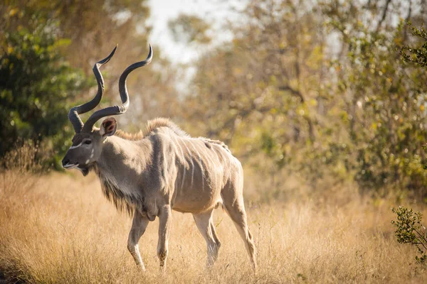 在南非的一个国家公园里 一个威严的Kudu的近景 — 图库照片