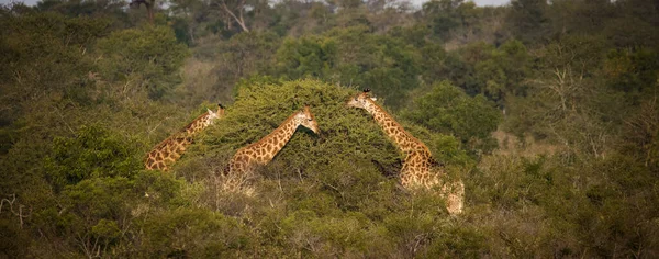 Крупный План Жирафа Национальном Парке Юар — стоковое фото