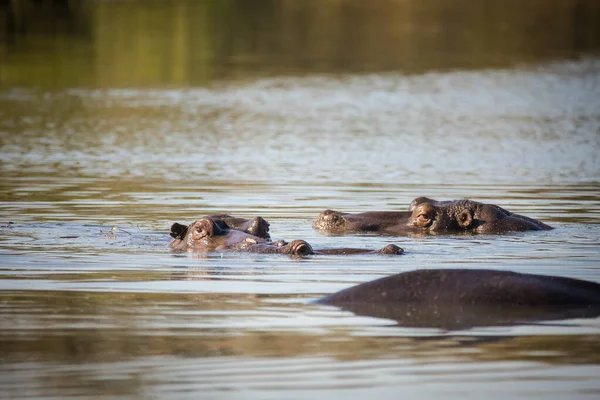 Imagem Hipopótamo Lago Parque Nacional África Sul — Fotografia de Stock