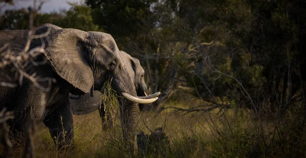 Image Rapprochée Éléphant Afrique Dans Grande Région Kruger Mpumalanga Afrique — Photo