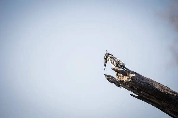 Közelkép Pied Kingfisher Egy Halott Ágon Közel Egy Nemzeti Park — Stock Fotó