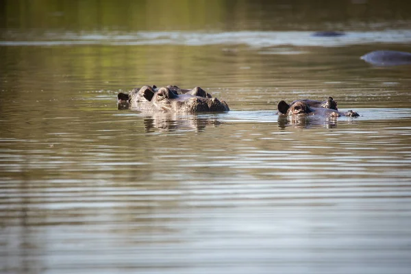Nahaufnahme Eines Flusspferdes Einem See Einem Nationalpark Südafrika — Stockfoto