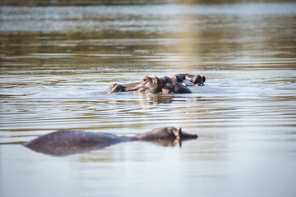 Imagen Cerca Hipopótamo Lago Parque Nacional Sudáfrica —  Fotos de Stock