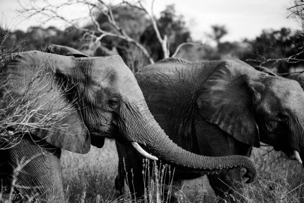 南アフリカのムプマランガのより大きなクルーガー地域のアフリカゾウの画像を閉じます — ストック写真