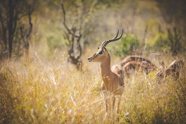 Retrato Impala Ram Uma Reserva Natural — Fotografia de Stock