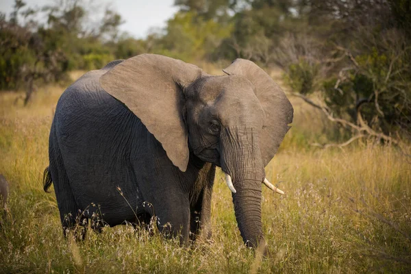 Imagem Perto Elefante Africano Maior Área Kruger Mpumalanga África Sul — Fotografia de Stock