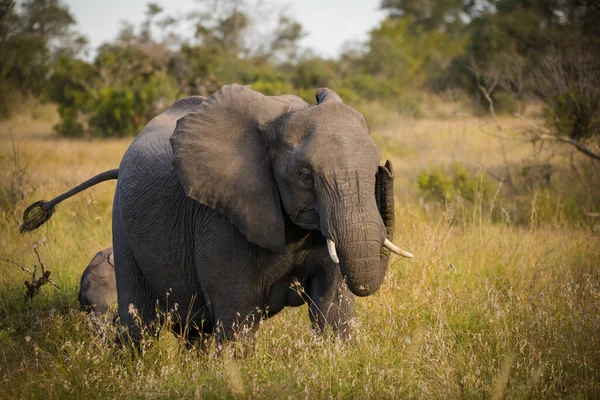 Imagem Perto Elefante Africano Maior Área Kruger Mpumalanga África Sul — Fotografia de Stock