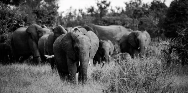 Nahaufnahme Eines Afrikanischen Elefanten Großraum Krüger Mpumalanga Südafrika — Stockfoto