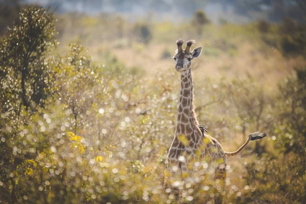 Close Image Giraffe National Park South Africa — Stock Photo, Image