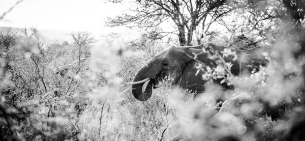 Imagen Cerca Elefante Africano Área Metropolitana Kruger Mpumalanga Sudáfrica — Foto de Stock