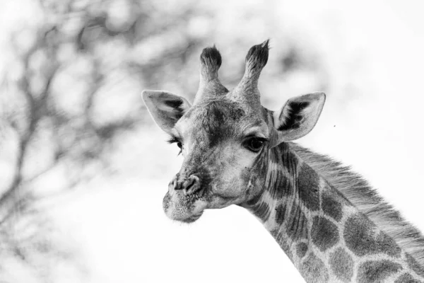 Nahaufnahme Einer Giraffe Einem Nationalpark Südafrika — Stockfoto