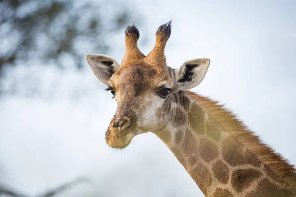 Közelkép Egy Zsiráfról Egy Dél Afrikai Nemzeti Parkban — Stock Fotó