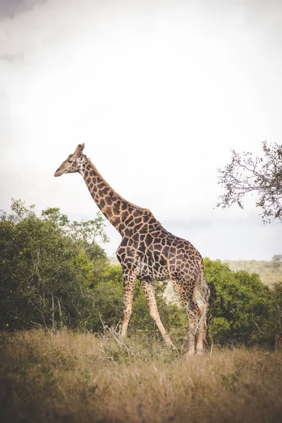 Close Beeld Van Een Giraffe Een Nationaal Park Zuid Afrika — Stockfoto