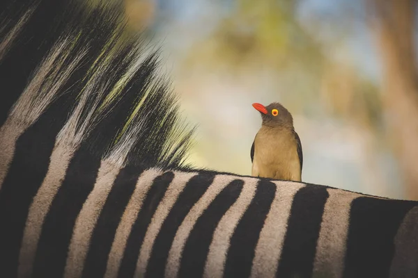 南アフリカの自然保護区でアフリカのゲーム動物の後ろに赤い法案のOxpeckerの画像を閉じます — ストック写真
