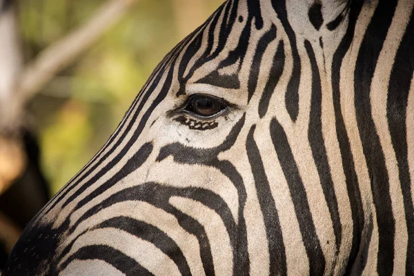 Ett Fantastiskt Foto Zebra Som Betar Sin Naturliga Miljö Vittna — Stockfoto