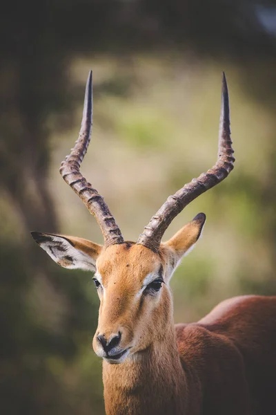 Retrato Carnero Impala Una Reserva Natural — Foto de Stock