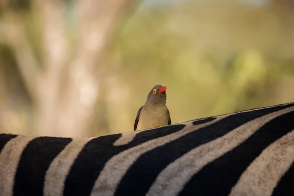 Zbliżenie Wizerunek Czerwono Billed Oxpecker Plecach Afrykańskiego Zwierzęcia Gry Rezerwacie — Zdjęcie stockowe