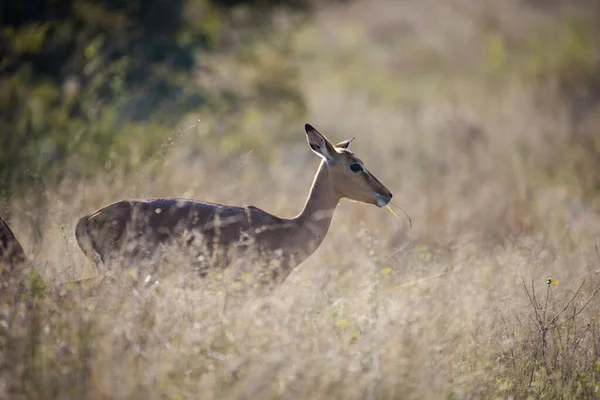 Retrato Impala Ram Uma Reserva Natural — Fotografia de Stock