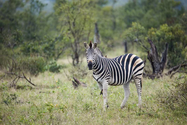 Stunning Photo Zebra Grazing Its Natural Habitat Witness Nature Wonders — Stock Photo, Image