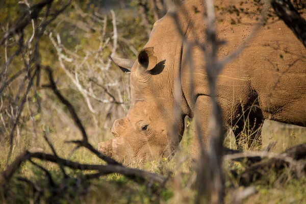 Close Image Horned White Rhino Highly Endangered Animal Africa Photographed — Stock Photo, Image