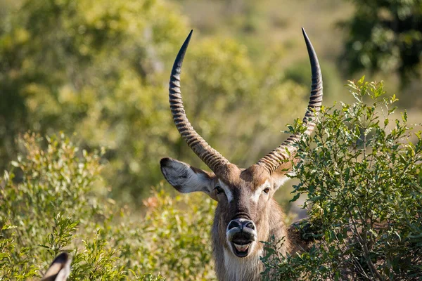 Közelkép Waterbuck Egy Természetvédelmi Terület Dél Afrikában — Stock Fotó