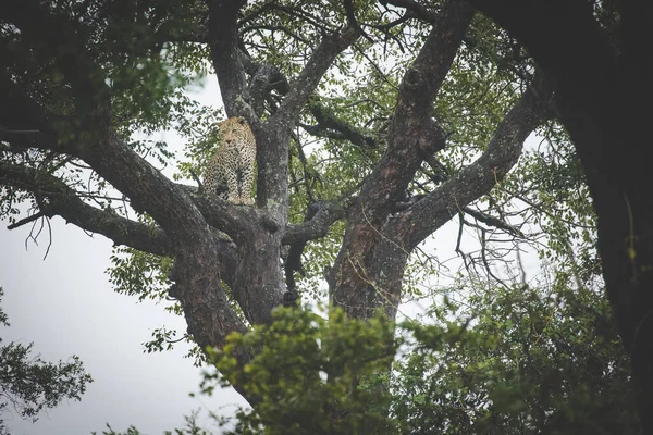 Oszałamiające Zdjęcie Uchwyca Lamparta Drzewie Zabójstwem Impala Świadectwo Fauny Flory — Zdjęcie stockowe