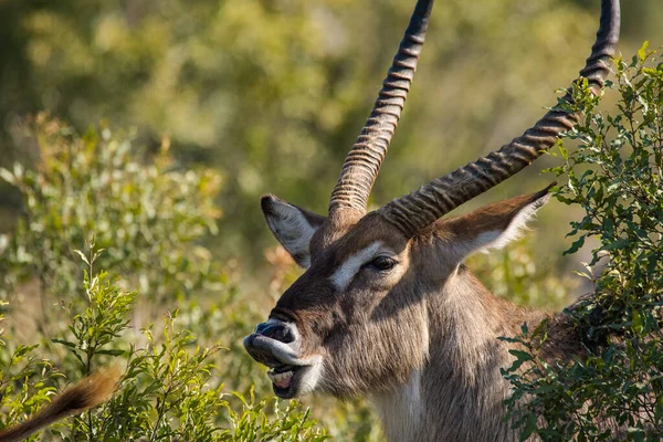 在南非的一个自然保护区拍摄了一只水怪的近照 — 图库照片