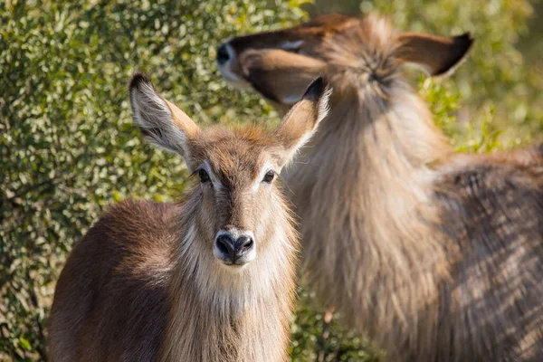 Close Image Waterbuck Nature Reserve South Africa — Stock Photo, Image
